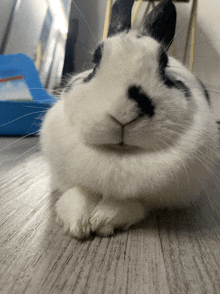 a black and white rabbit is laying down on the floor