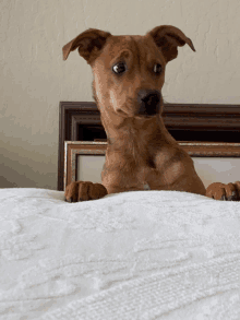 a brown dog laying on a white blanket