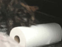 a roll of toilet paper is laying on the ground