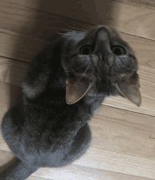 a gray cat looking up at the camera on a wood floor