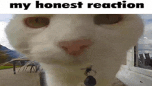 a close up of a white cat 's face with the words `` my honest reaction '' below it .