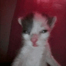 a black and white cat is standing in front of a red background .