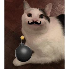 a cat with a mustache is holding a bomb in its paws