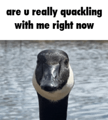 a picture of a duck with the words are u really quacking with me right now