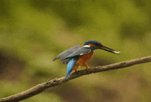 a blue and orange bird perched on a branch with a bug in its beak