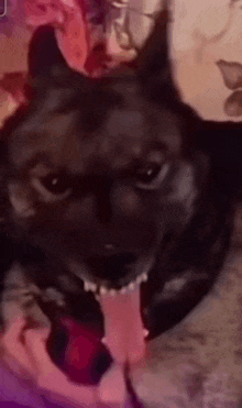 a close up of a black dog with its tongue out