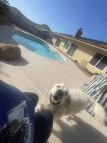 a dog is standing in front of a swimming pool with a house in the background