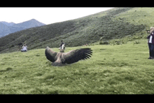 a group of people are taking pictures of a large bird in a field