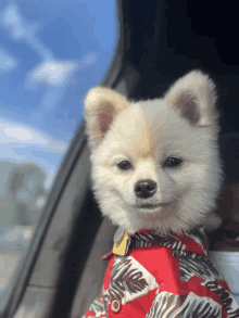 a small white dog wearing a red shirt looks out the window