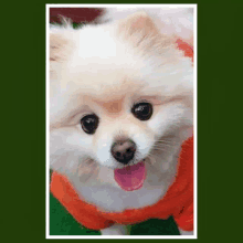 a pomeranian dog wearing an orange sweater is looking at the camera with its tongue hanging out .