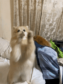 a dog sitting on a bed with its paws in the air