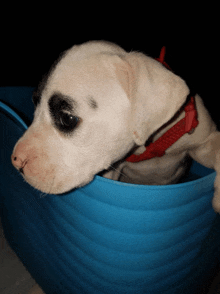 a puppy with a red collar is sitting in a blue container