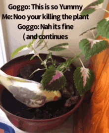 a bird is sitting in a potted plant with a caption that says goggo this is so yummy me