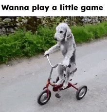 a dog is riding a tricycle on a road and the caption says wanna play a little game