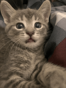 a gray kitten laying on a plaid blanket looking at the camera