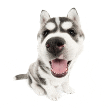 a husky puppy is sitting on a white background with its tongue hanging out .