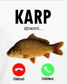 a picture of a fish with the words karp dzwoni below it