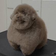 a small brown dog is sitting on top of a table .