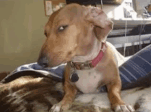 a brown dog with a red collar is laying on a bed