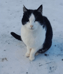 a black and white cat sits in the snow with its eyes closed