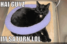 a black cat is laying in a purple cat bed with the caption hai guyz im saturn lol