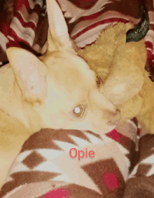 a small dog laying on a blanket with the name opie written on it