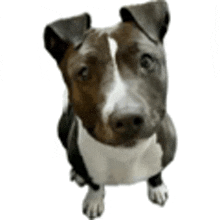 a brown and white dog is sitting down and looking up at the camera on a white background .