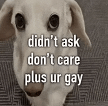 a dog with the words `` didn 't ask don 't care plus ur gay '' written on its face .