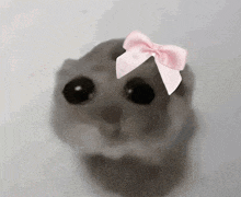 a small hamster wearing a pink bow on its head