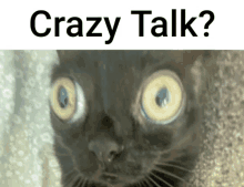 a picture of a cat with the words crazy talk written above it