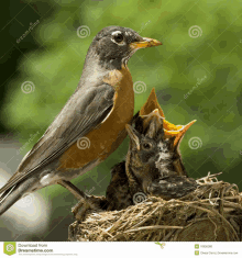 a bird is standing next to two baby birds in a nest