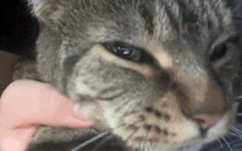 a person is petting a cat 's face with their finger