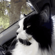 a black and white cat is sitting in the driver 's seat of a car looking out the window .