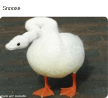 a white duck with orange feet and a snake on its back