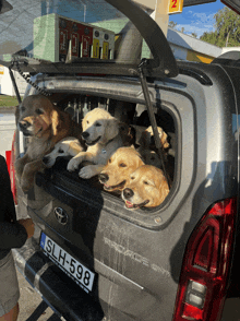 several dogs are sitting in the back of a toyota