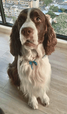 a brown and white dog wearing a blue collar looks at the camera