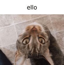 a close up of a cat 's face with the word " ello " above it