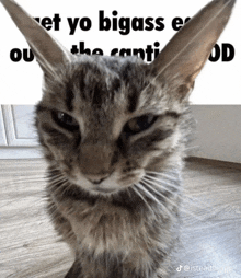 a close up of a cat with a caption that says " et yo bigass e ou "