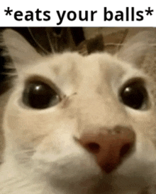 a close up of a cat 's face with the caption " eats your balls "