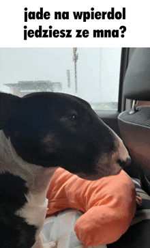 a black and white bull terrier sitting in a car with the words jade na wpierdol jedziesz ze mna written above it