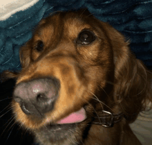 a close up of a dog 's face with its tongue sticking out