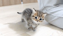 a small kitten with blue eyes is walking on a wooden floor