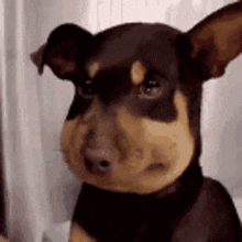 a small brown and black dog is sitting in front of a window looking at the camera .