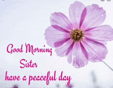 a purple flower with the words `` good morning sister have a peaceful day '' next to it .