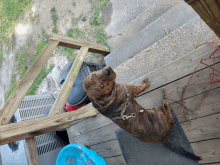 a dog is sitting on a wooden deck next to a blue bowl