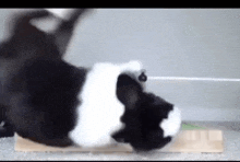 a black and white cat is laying on its back on a wooden board .