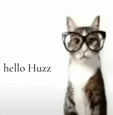 a cat wearing glasses says hello huzz in the corner