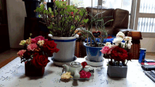 several potted plants on a table including one that says ' i love you '