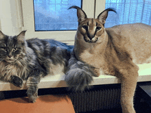 two cats are sitting next to each other on a window sill looking at the camera