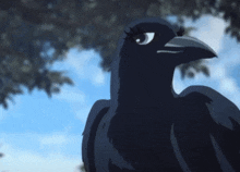 a black bird with a very long beak is looking at the camera